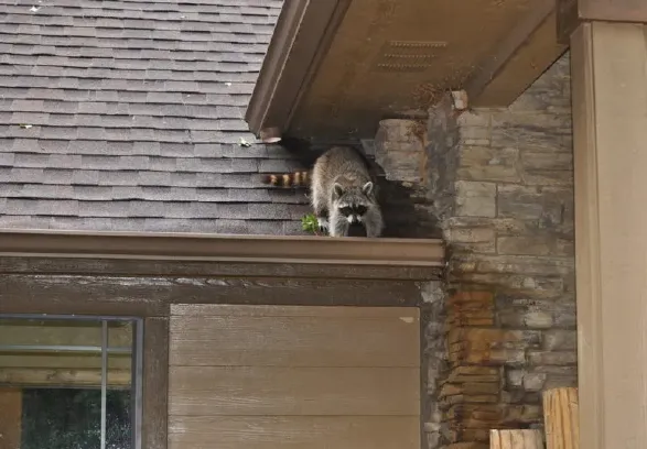 Raccoon on roof
