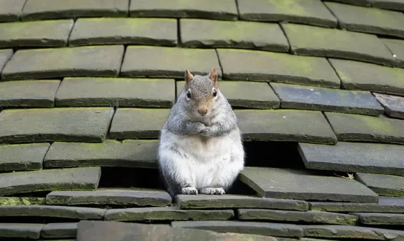 Squirrel on roof